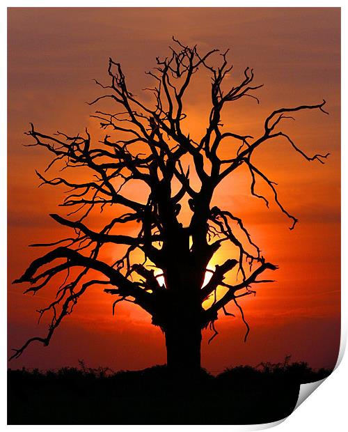 Lone Sunset Tree Print by Mike Gorton