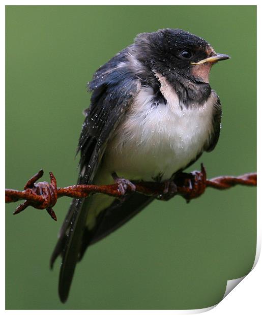 Swallow just fledged Print by Mike Gorton