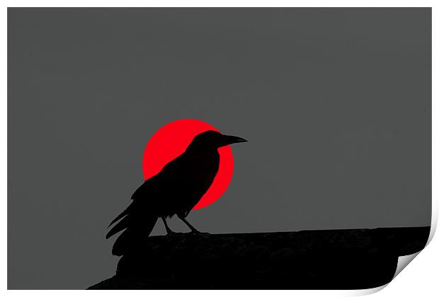 Sunset Crow Print by Mike Gorton