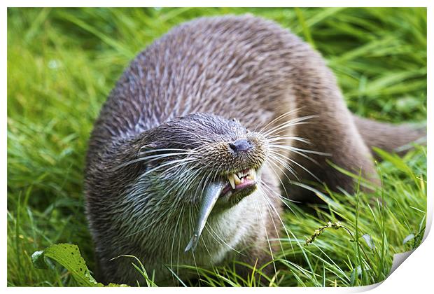 Hungry Otter Print by Mike Gorton
