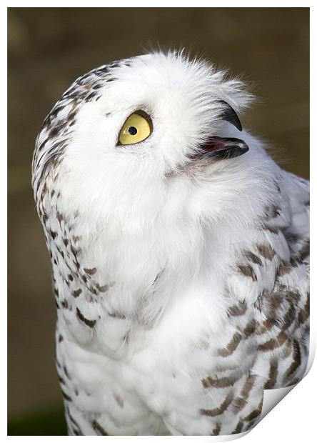 Snowy Owl Print by Mike Gorton