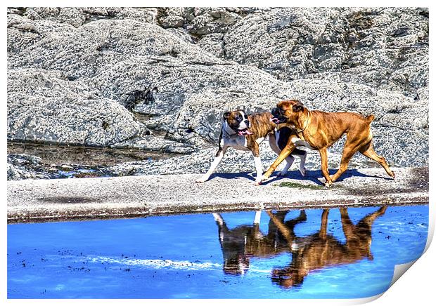 Playful Boxer Dogs on a Beach Print by Mike Gorton
