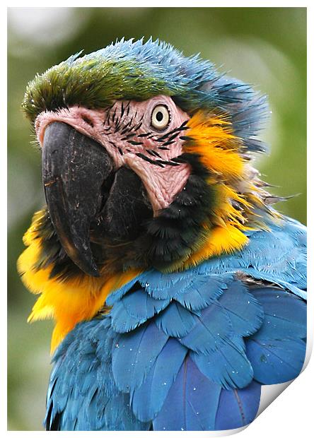 Vibrant Parrot Print by Mike Gorton