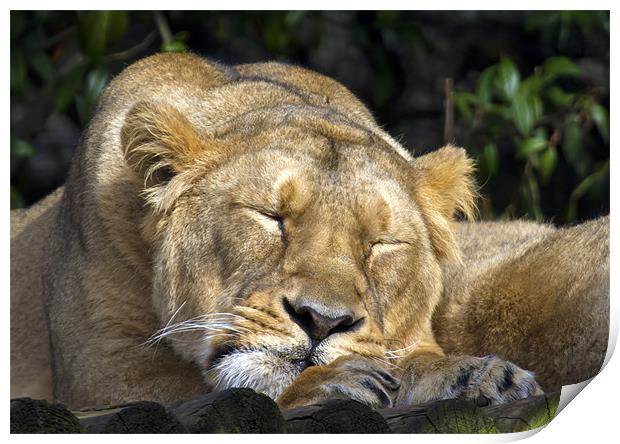 Sleeping Lioness Print by Mike Gorton