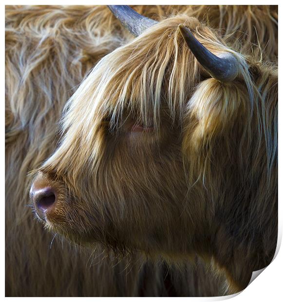 Highland Cow Print by Mike Gorton