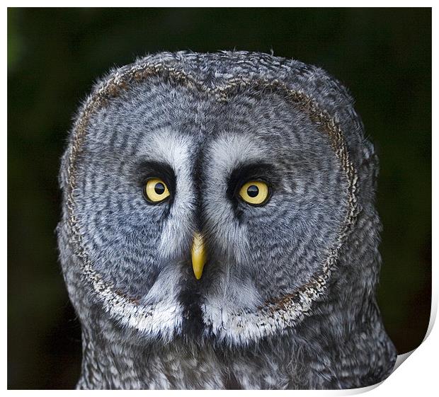 Great Grey Owl Print by Mike Gorton
