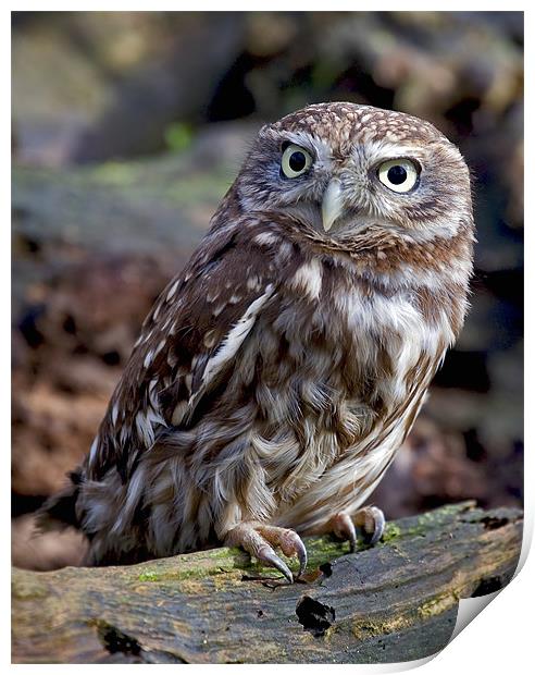 Little Owl Print by Mike Gorton