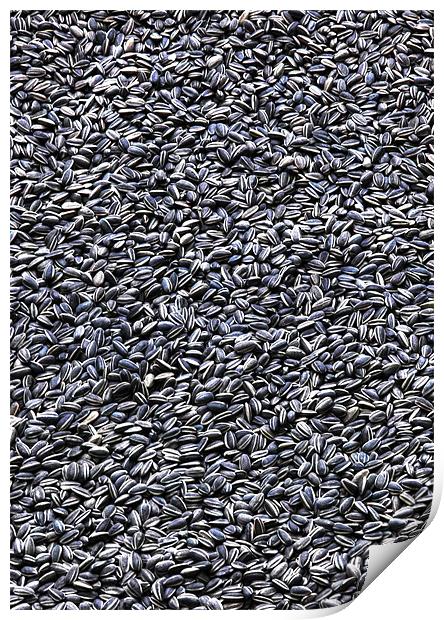 Lots and lots of Sunflower Seeds Print by Mike Gorton