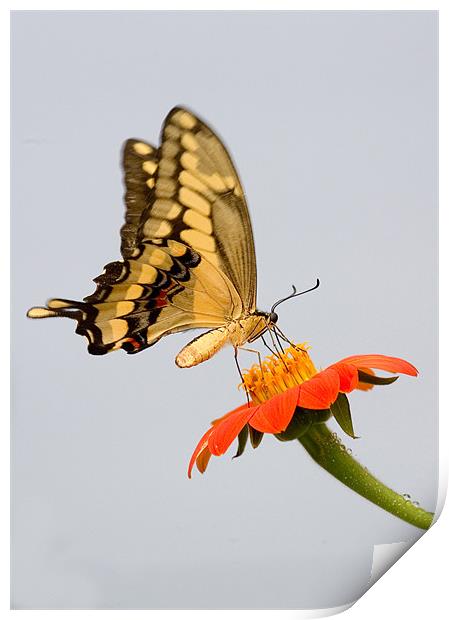 Eastern Tiger Swallowtail Butterfly Print by Mike Gorton