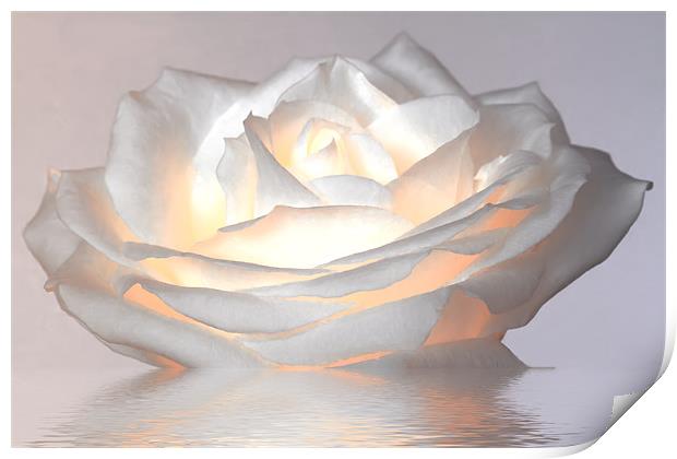 Glowing White Rose Print by Mike Gorton