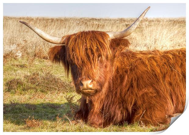 Highland Cow Print by Mike Gorton