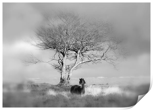 Exmoor Pony under a lone tree Print by Mike Gorton
