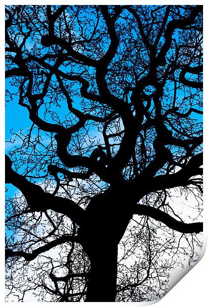 Twisted Tree Print by Mike Gorton