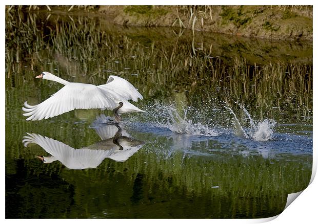 White Swan taking off Print by Mike Gorton