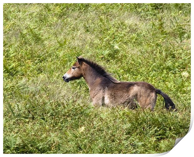 Exmoor pony on the run Print by Mike Gorton