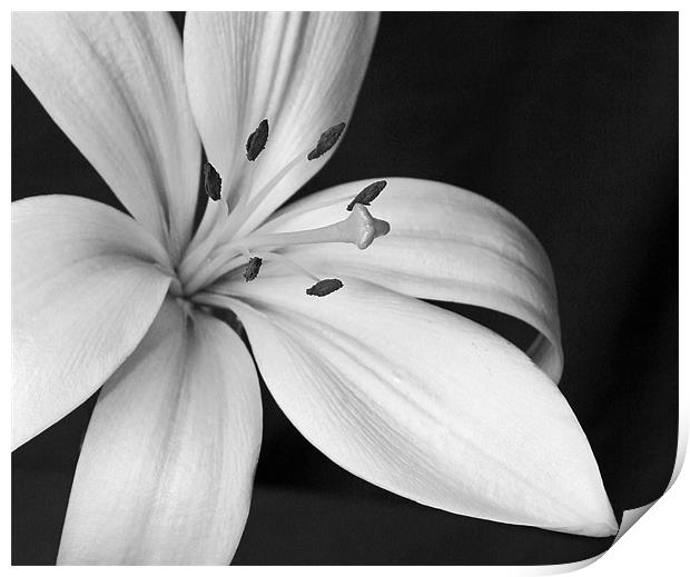 Fragrant Lily Print by Mike Gorton