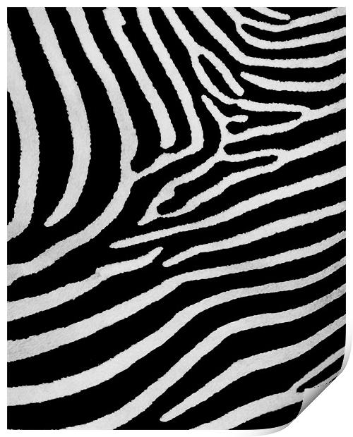Zebra skin Print by Mike Gorton
