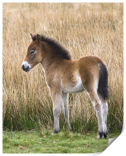 Exmoor Pony Foal Print by Mike Gorton
