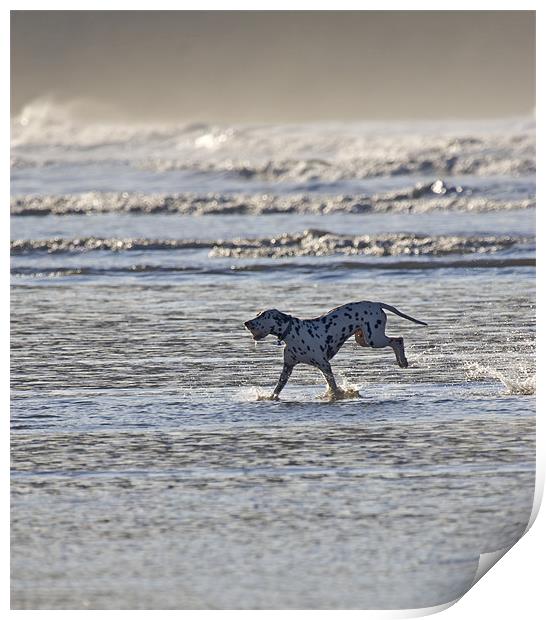 Happy Dalmatian Print by Mike Gorton