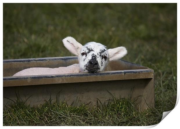 Clever Lamb Print by Mike Gorton