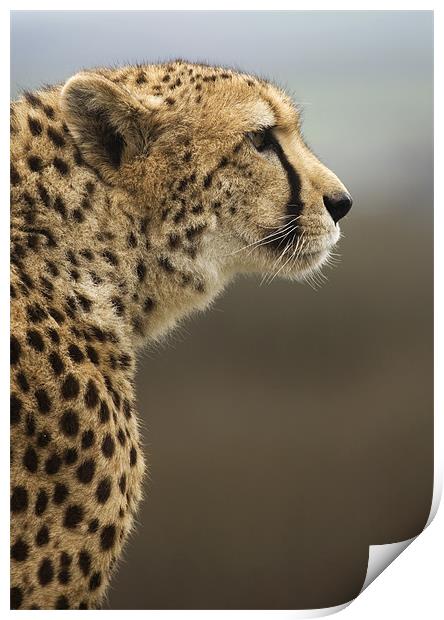 Cheetah Print by Mike Gorton