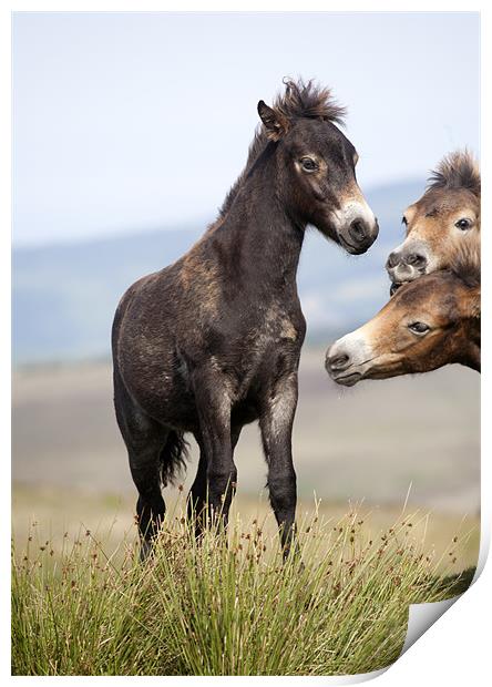 Curious Exmoor Pony Foals Print by Mike Gorton