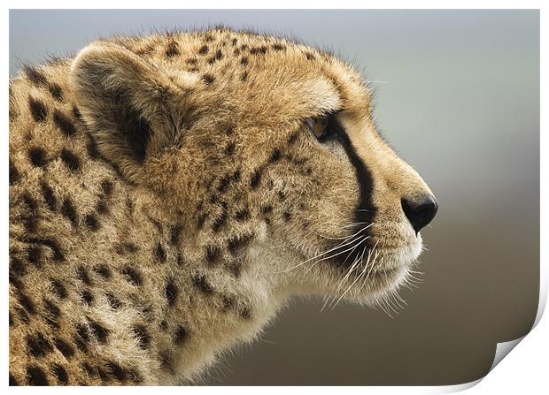 Cheetah Head profile Print by Mike Gorton