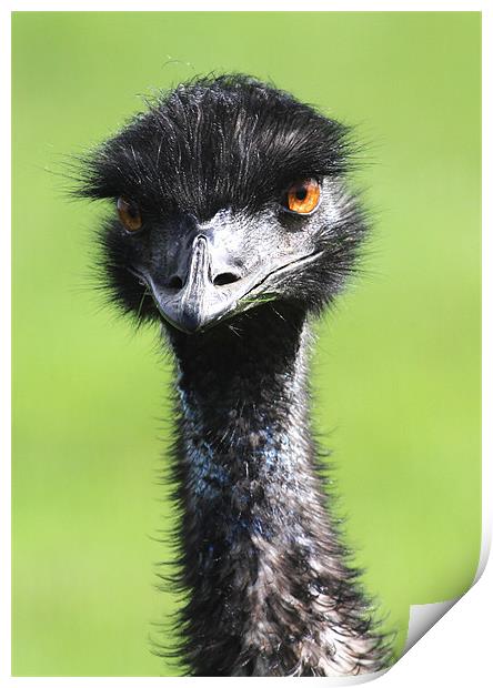 Emu Print by Mike Gorton