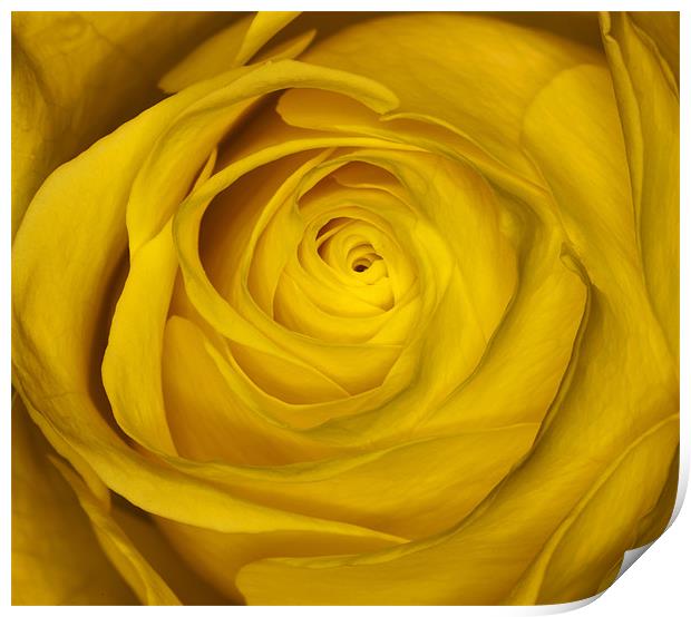 Yellow Rose Print by Mike Gorton