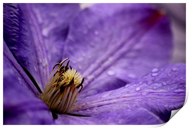  Clematis Print by Tim Bell