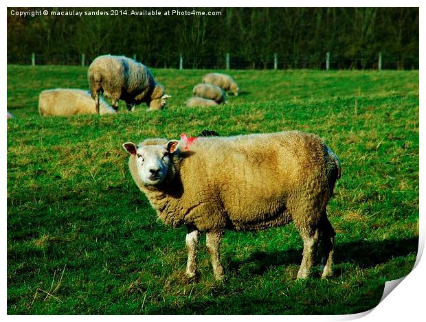 Sheep posing Print by macaulay sanders