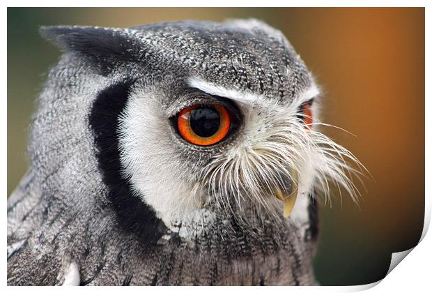 Northern White-faced Owl Print by Piet Peters