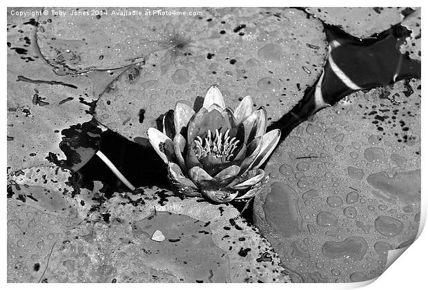 Water Lilly Print by Toby  Jones