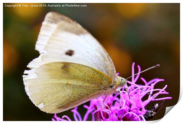Large White Butterfly Print by Toby  Jones