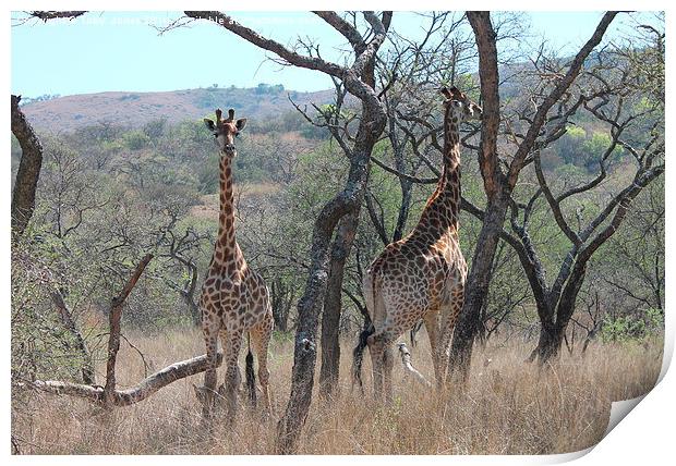 Giraffes Print by Toby  Jones