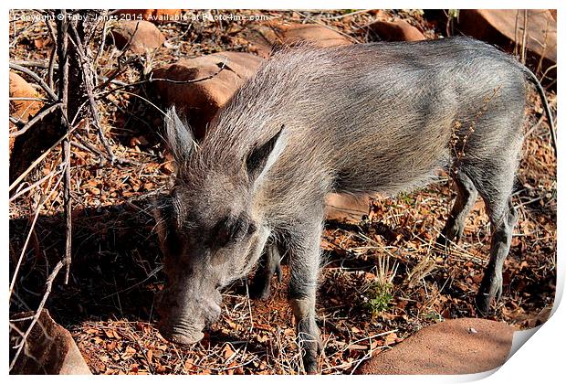 Warthog Print by Toby  Jones