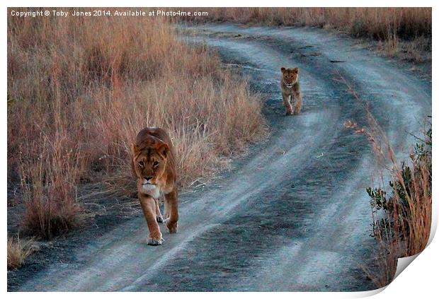 Lioness and Cub Print by Toby  Jones