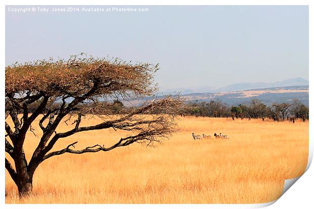 Zebra Print by Toby  Jones