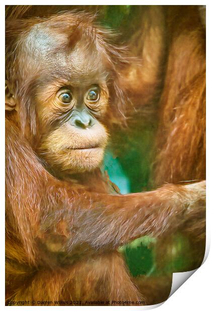 Orangutan Baby  Print by Darren Wilkes