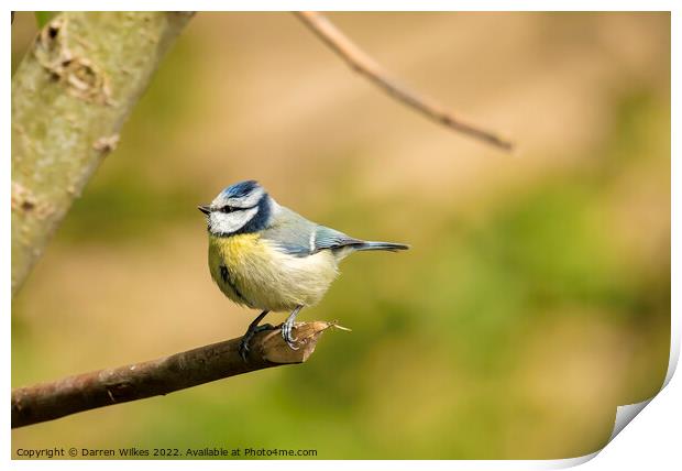 Summer Blue Tit Print by Darren Wilkes