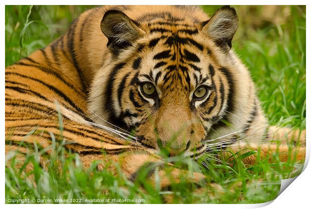 Sumatran Tiger Cub Resting  Print by Darren Wilkes