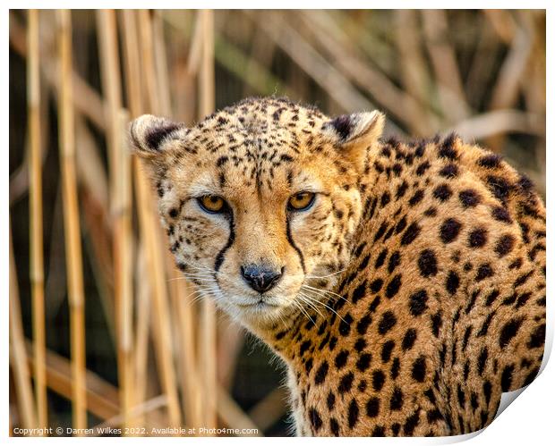 Cheetah Africa Print by Darren Wilkes