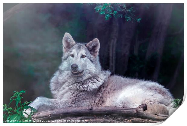 Wolfdog  Print by Darren Wilkes