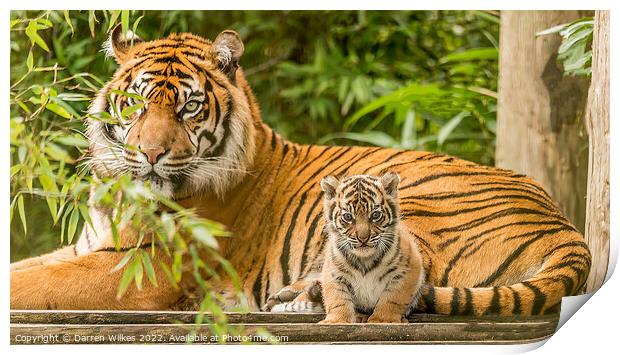 Sumatran Tiger And Cub Print by Darren Wilkes