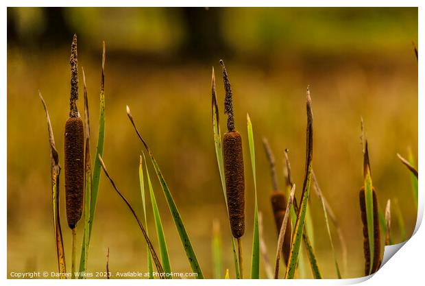 Bulrushes  Print by Darren Wilkes