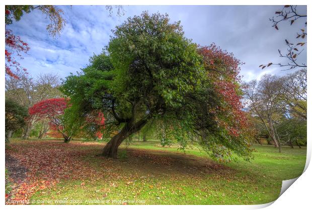 Japanese Acer Tree - Wales  Print by Darren Wilkes