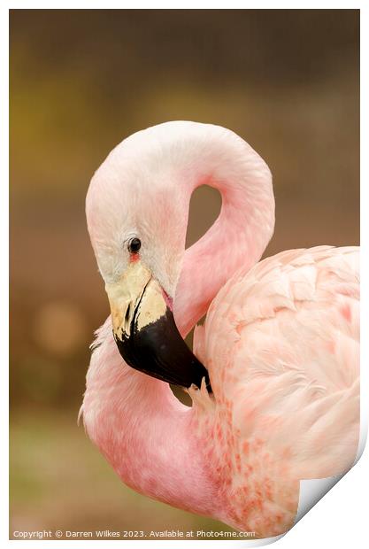 Chilean flamingo Print by Darren Wilkes