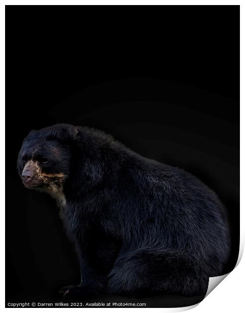 Andean Bear Portrait  Print by Darren Wilkes