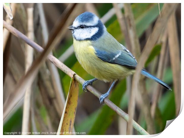 Beautiful Garden Blue Tit Print by Darren Wilkes