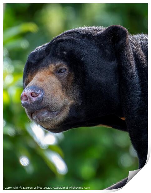 The Endangered South Asian Sun Bear Print by Darren Wilkes